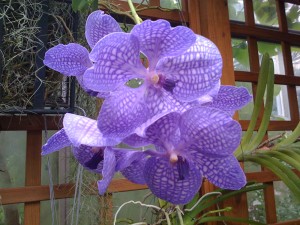Earth Day activities for kids